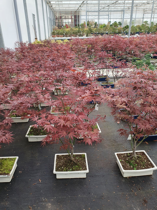 Acer Atropurpureum 80cm 32cm Pot