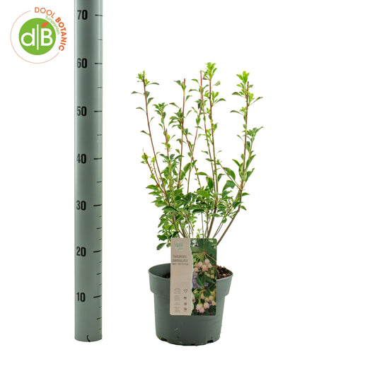 Enkianthus campanulatus 40cm 19cm Pot