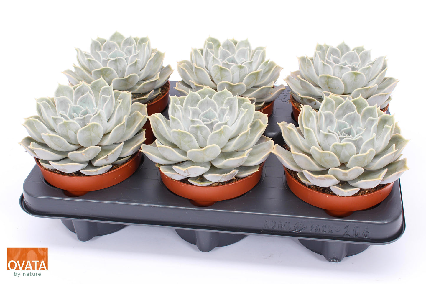 Echeveria Silver Pearl 15cm 12cm Pot