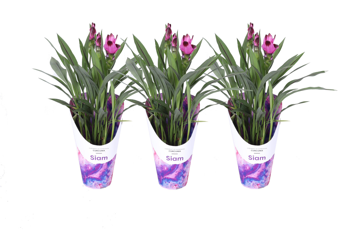 Curcuma Siam Splash 55cm 14cm Pot