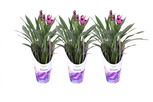 Curcuma Siam Splash 55cm 14cm Pot