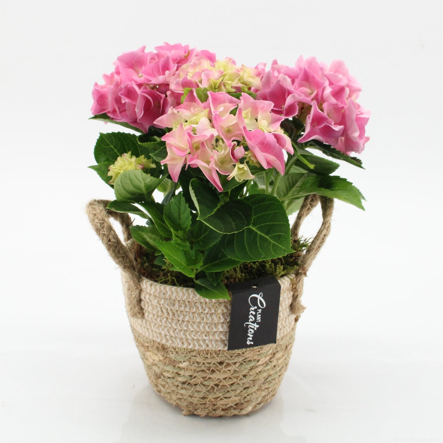 KHCR-2609RZ Hydrangea creations 30cm 14cm Pot