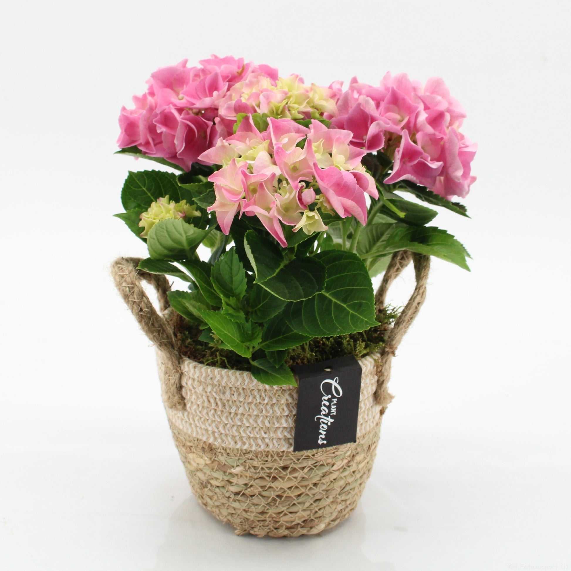 KHCR-2609RZ Hydrangea creations 30cm 14cm Pot