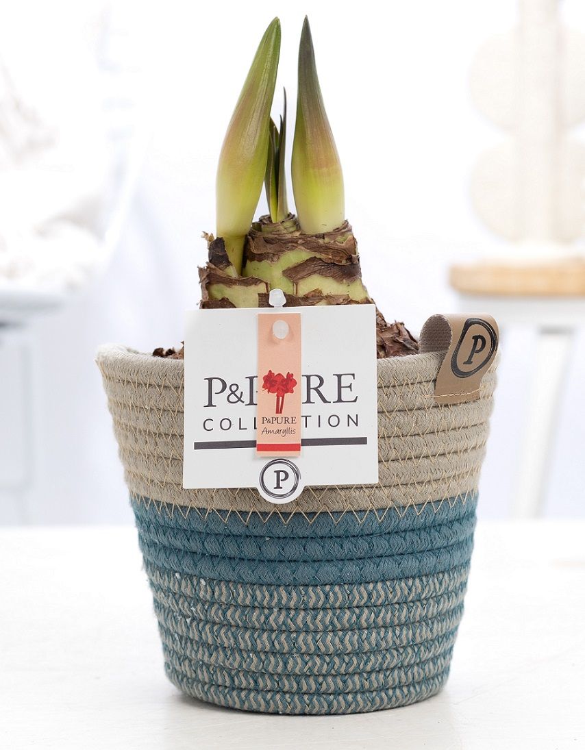 Hippeastrum 22cm 14cm Pot