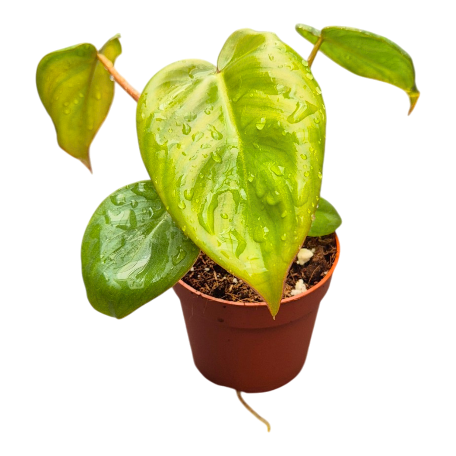 Philodendron scandens 20cm 9cm Pot