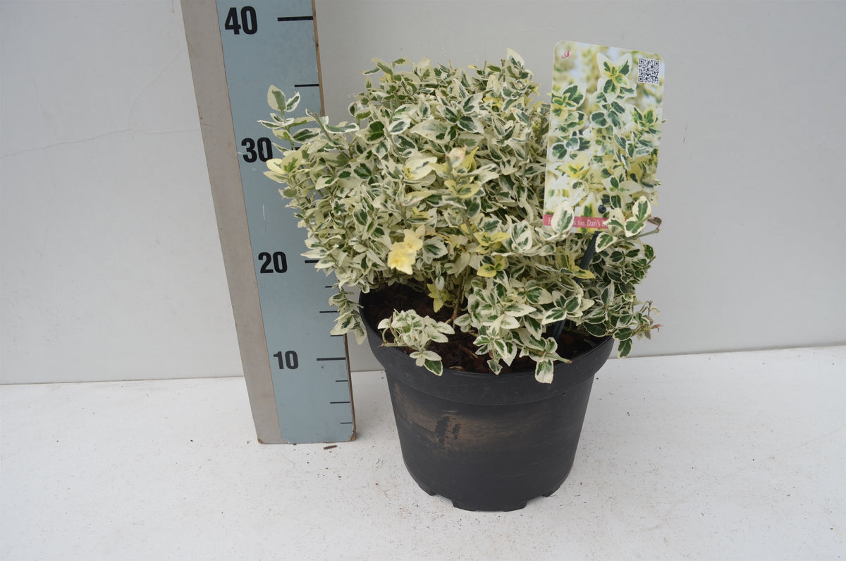 Euonymus Dan's Delight 30cm 23cm Pot