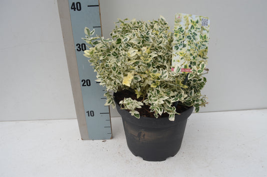 Euonymus Dan's Delight 30cm 23cm Pot