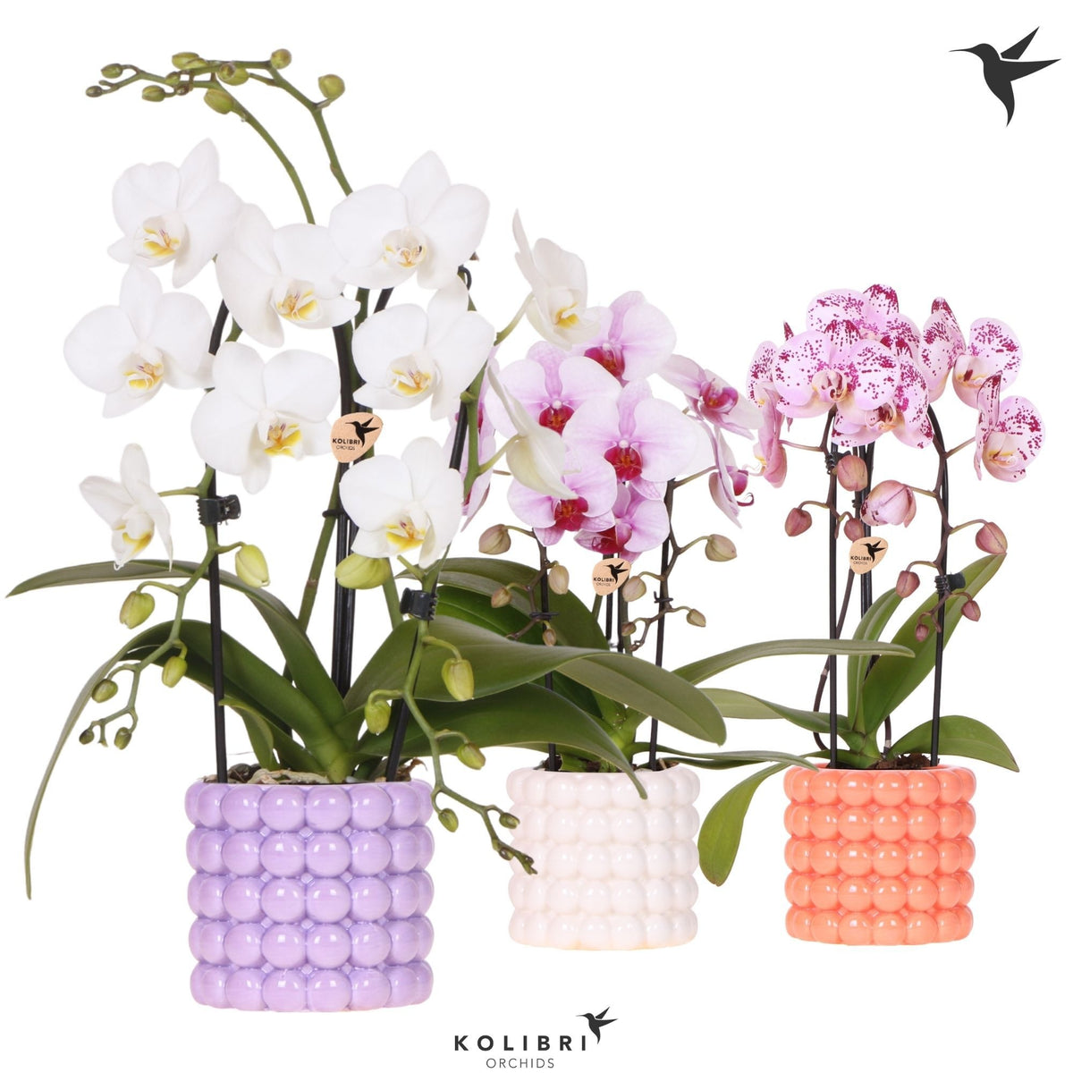 Phalaenopsis Elegant cascade 40cm 9cm Pot