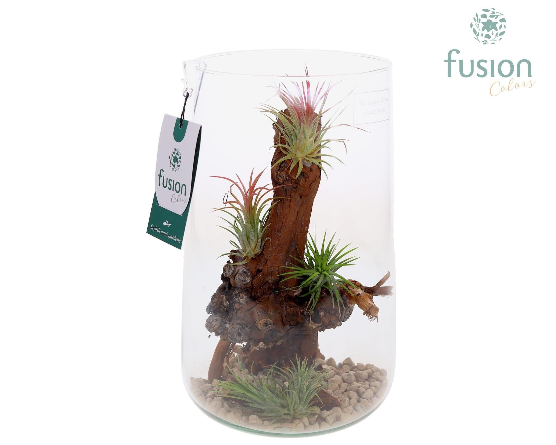 arr. Tillandsia 25cm 15cm Pot