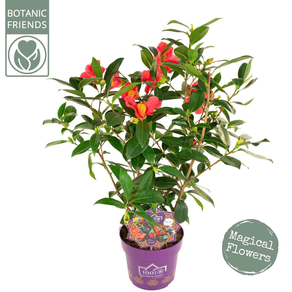 Camellia japonica 70cm 19cm Pot