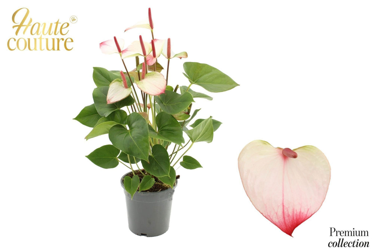 Anthurium Princess Amalia Elegance 60cm 17cm Pot