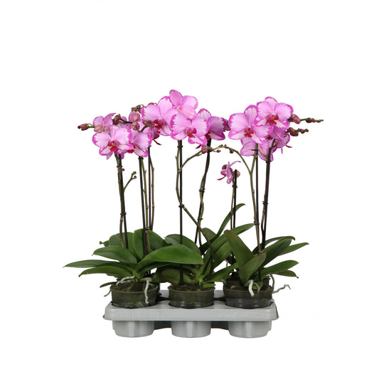 Phalaenopsis pink 60cm 12cm Pot
