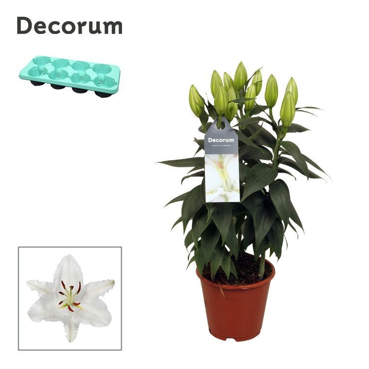 Schie Van Lilium orientalis White Pack of 8