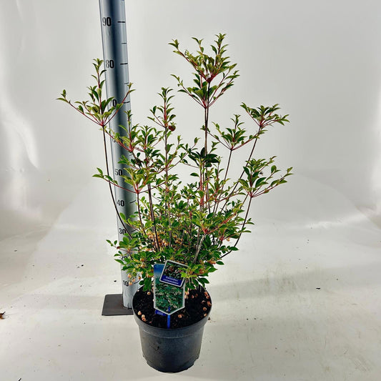 Enkianthus campanulatus 70cm 23cm Pot