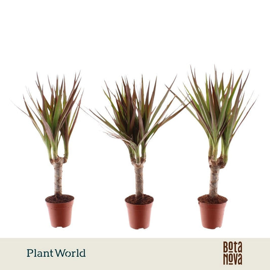 Dracaena Magenta Tiny Tummy 30cm 5.5cm Pot