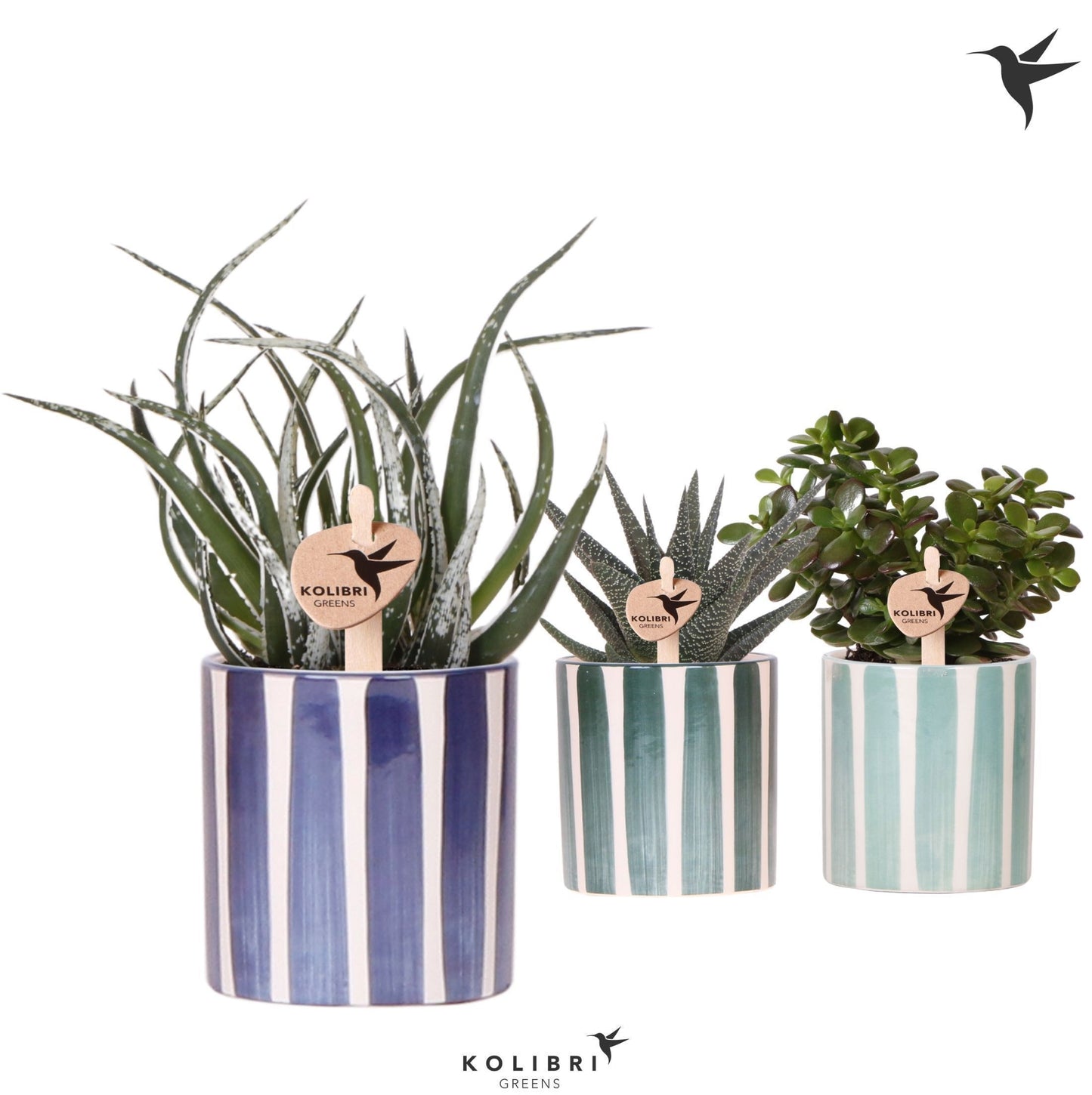Succulenten mix (+ drp.painted stripe blue mix) 22cm 9cm Pot