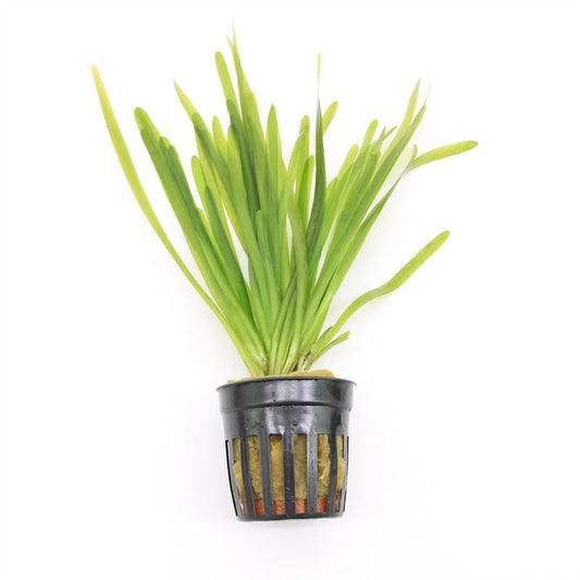 Vallisneria asiatica 10cm 5cm Pot