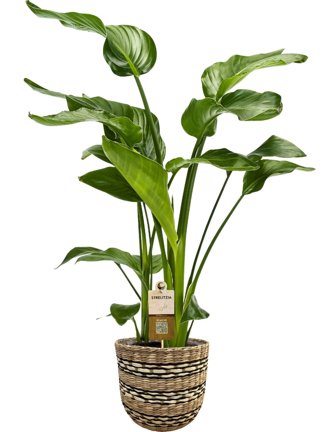 Strelitzia nicolai 80cm 20cm Pot