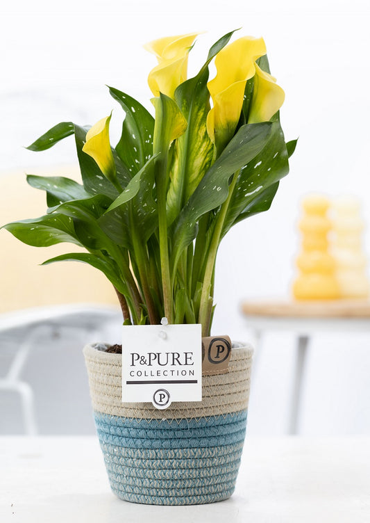 Zantedeschia Summer Sun 40cm 12cm Pot