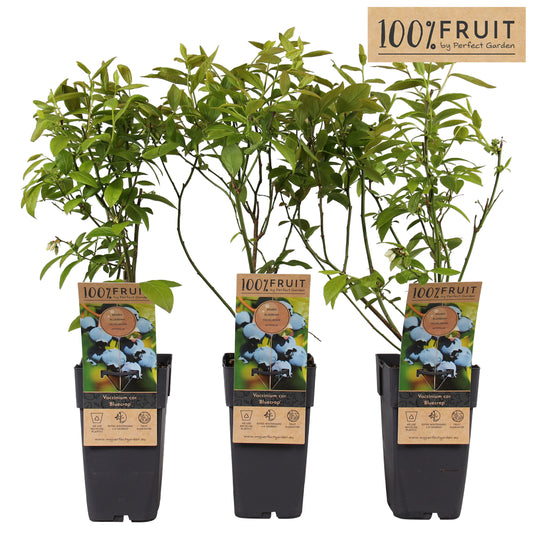 Vaccinium ("Blueberry")  Bluecrop 50cm 15cm Pot