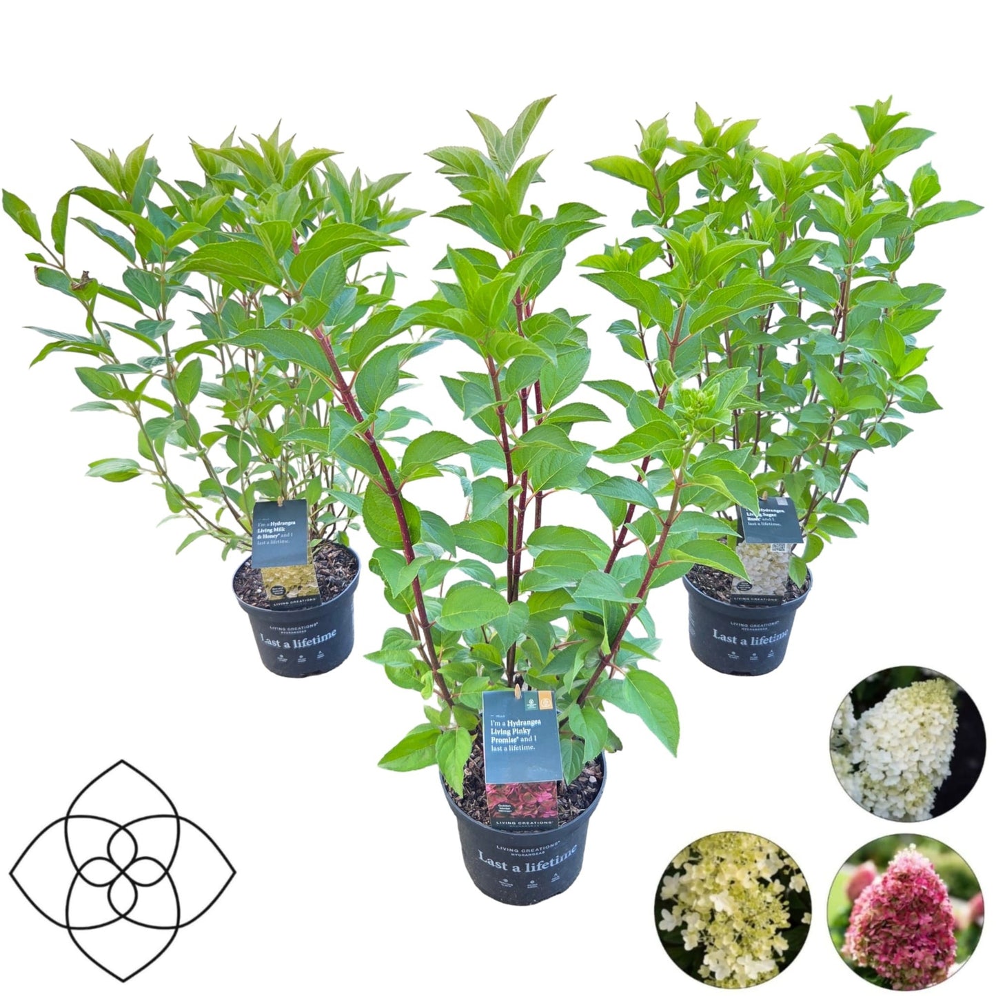 Hydrangea paniculata 45cm 17cm Pot