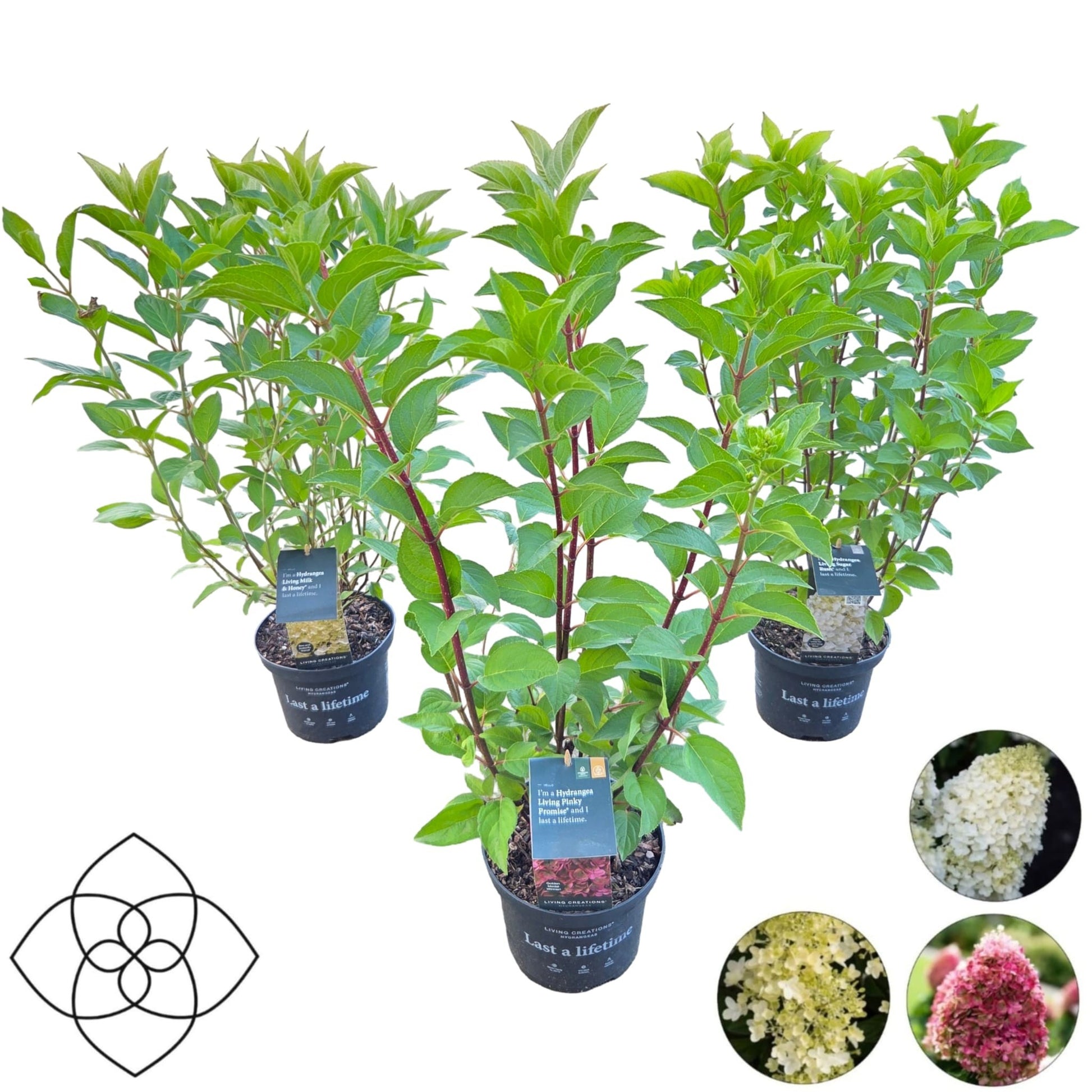 Hydrangea paniculata 45cm 17cm Pot