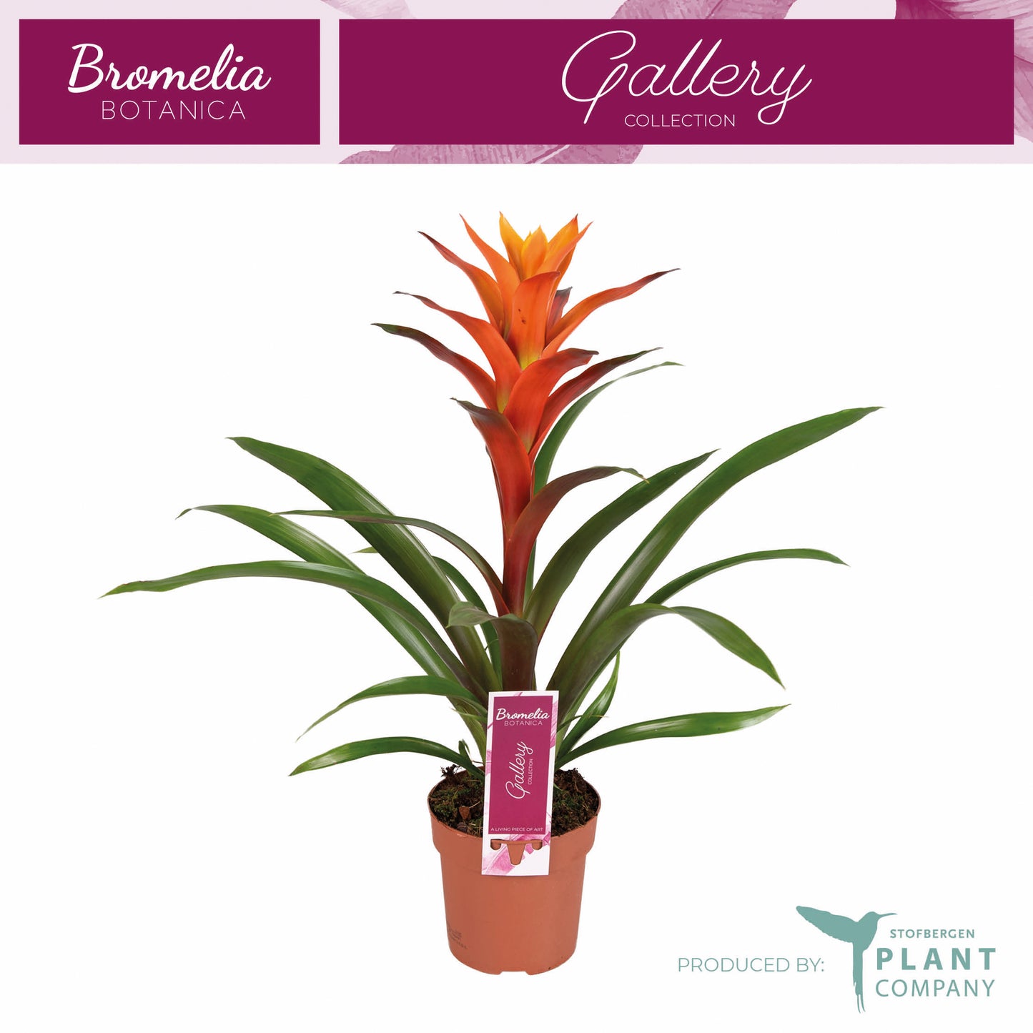 Guzmania Variada 50cm 12cm Pot