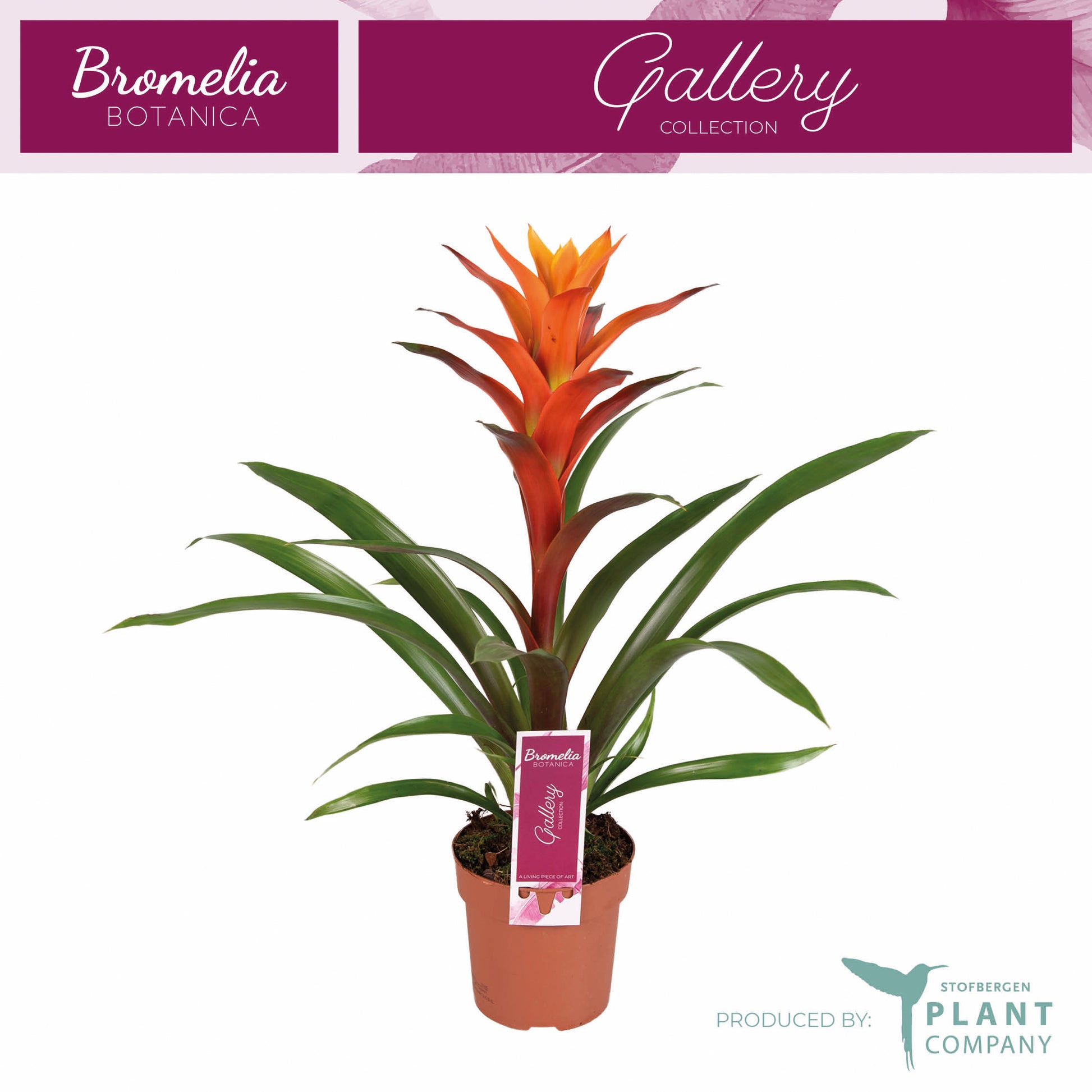 Guzmania Variada 50cm 12cm Pot