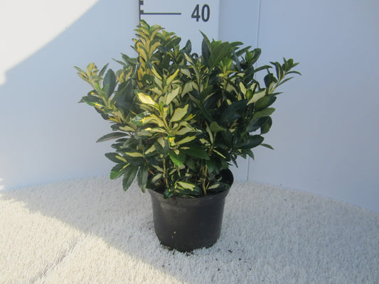 Euonymus Gold Moon 40cm 17cm Pot