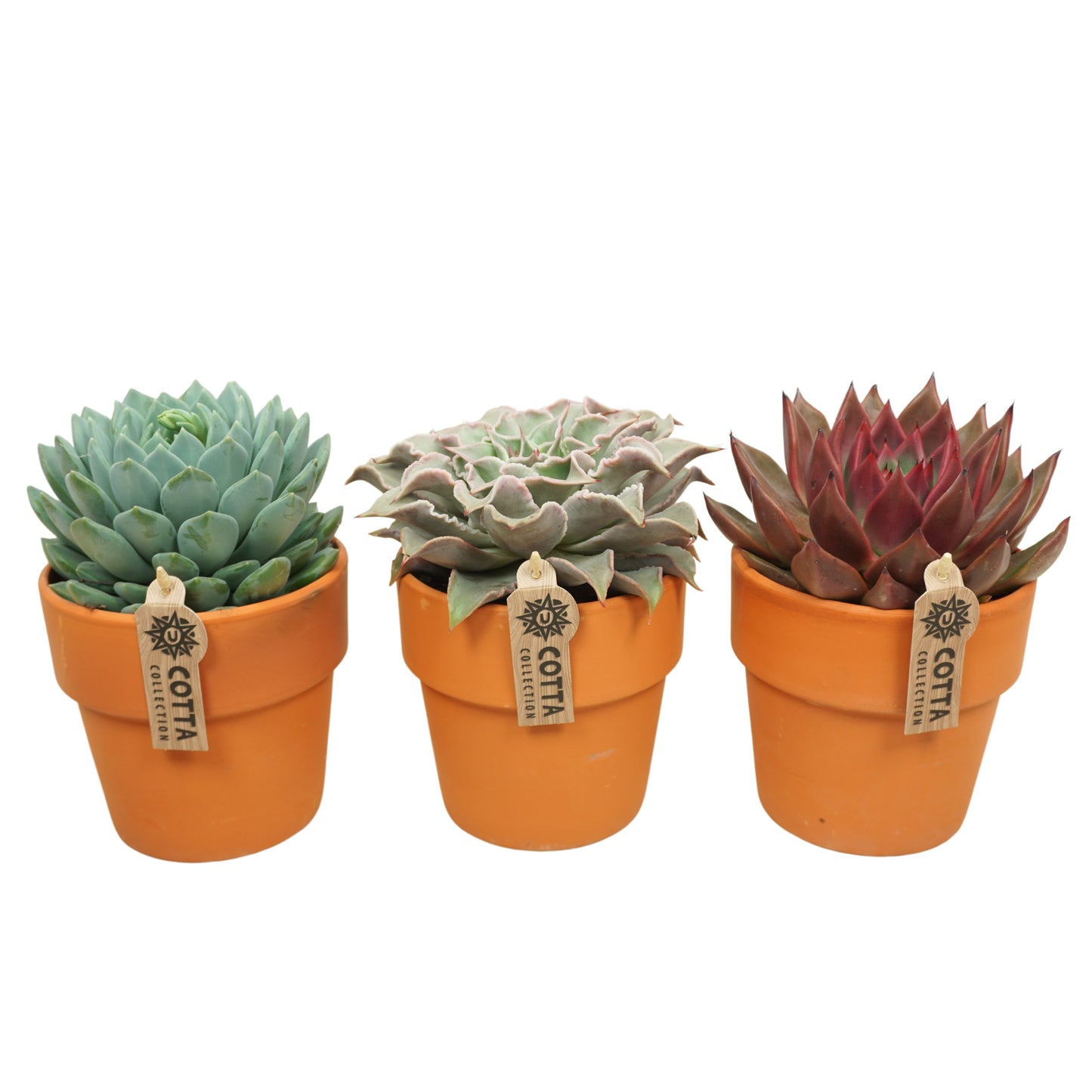 Echeveria mix 22cm 13cm Pot