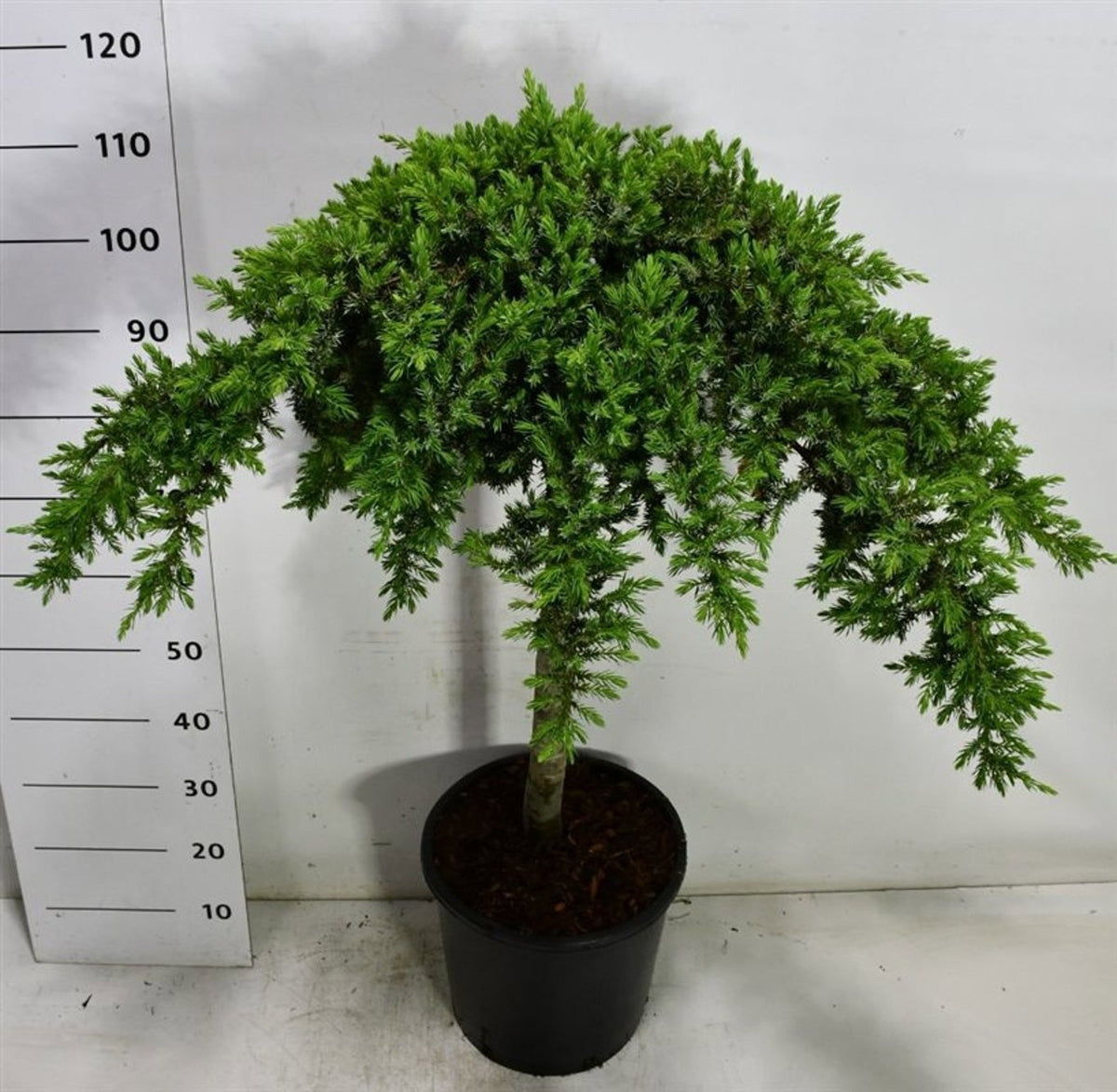 Juniperus Schlager 130cm 38cm Pot