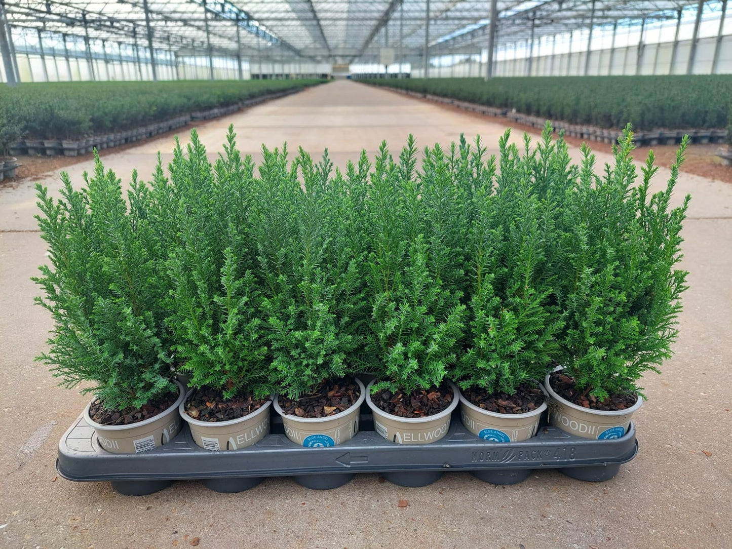 Chamaecyparis Ellwoodii 32cm 9cm Pot