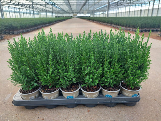 Chamaecyparis Ellwoodii 32cm 9cm Pot