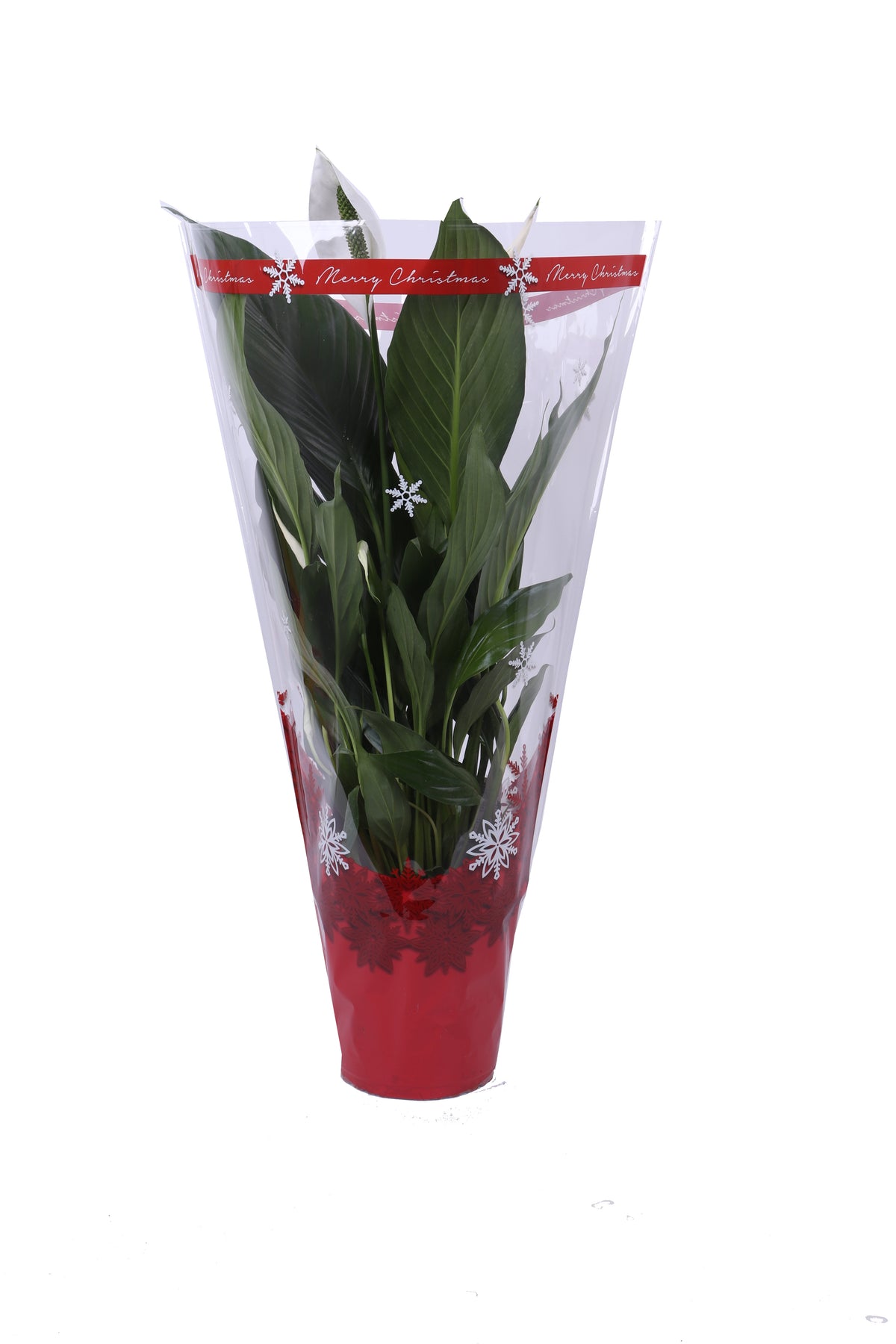 Spathiphyllum Bingo Cupido 70cm 17cm Pot