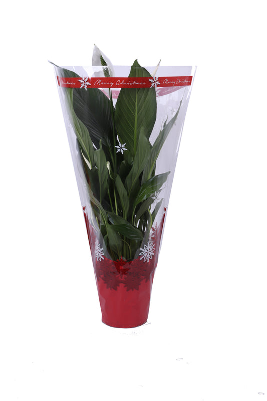 Spathiphyllum Bingo Cupido 70cm 17cm Pot