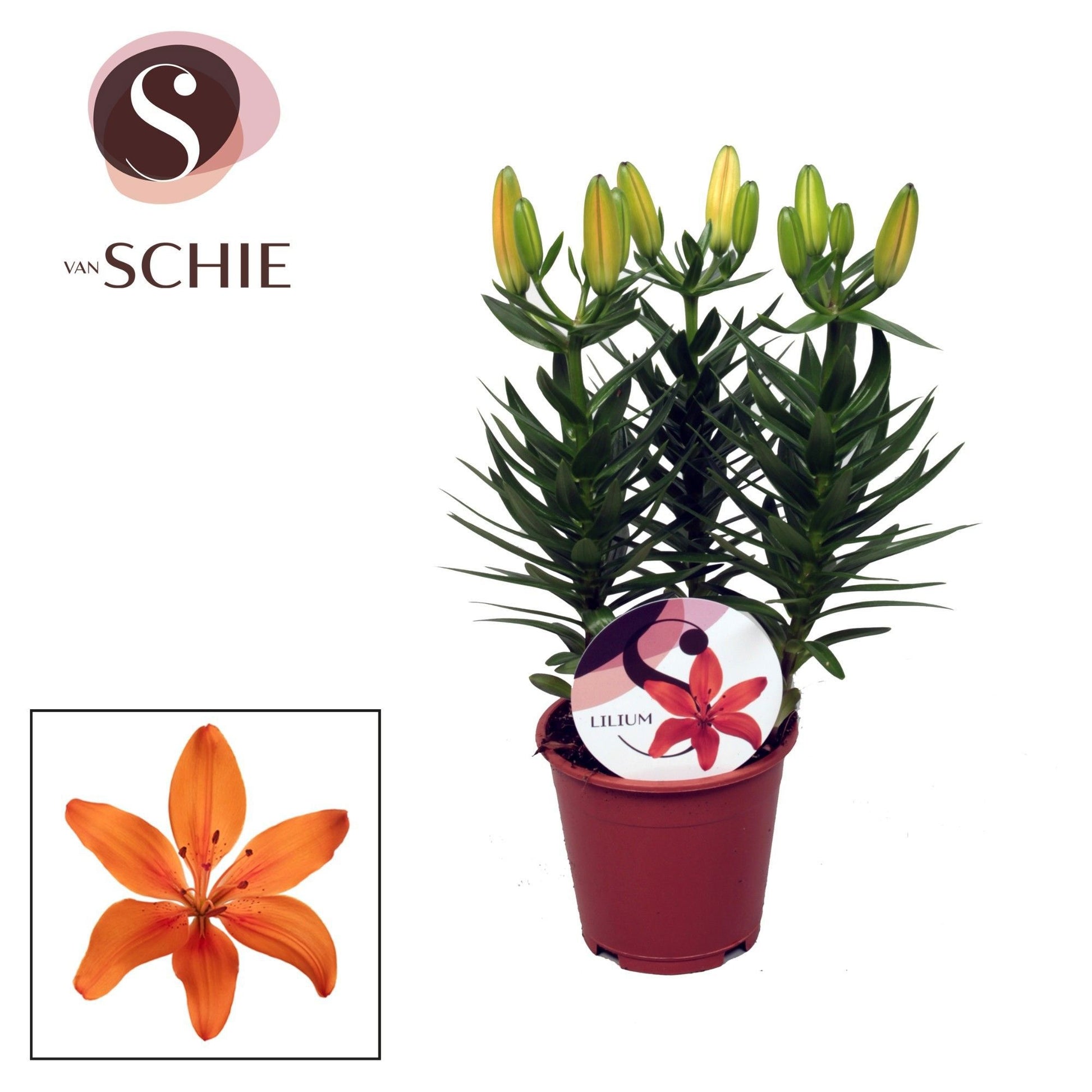 Lilium az. Orange Matrix 35cm 13cm Pot