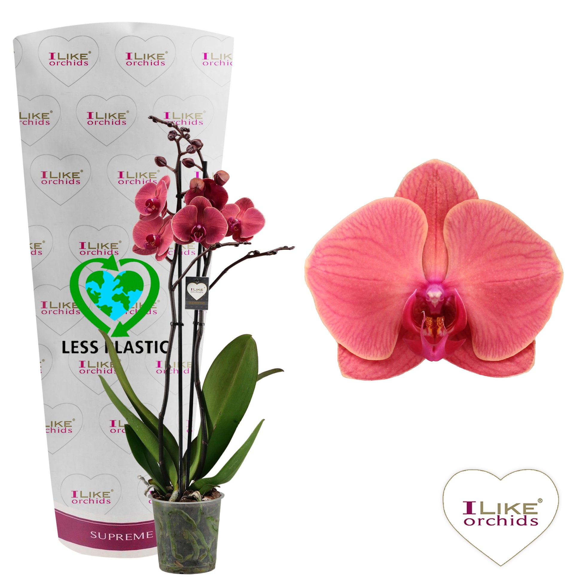 Levoplant BV Phalaenopsis Asian Coral Pack of 5