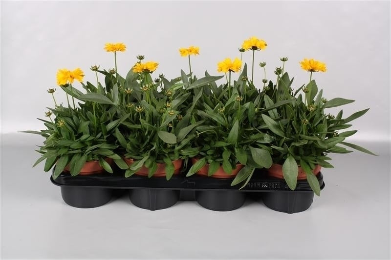 Coreopsis Corey Yellow 25cm 14cm Pot