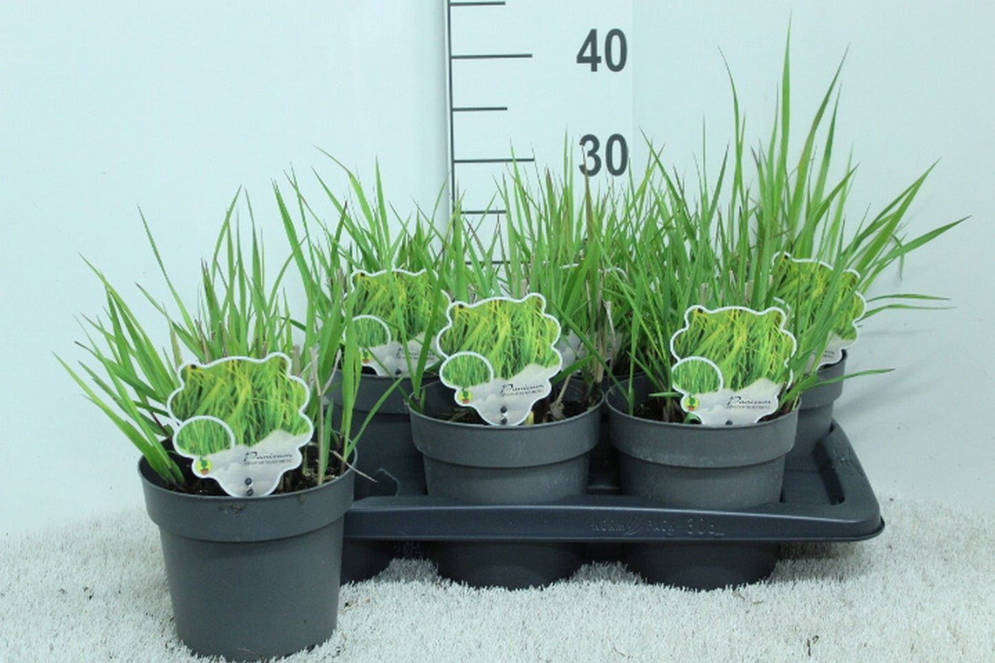 Panicum Heavy Metal 30cm 17cm Pot