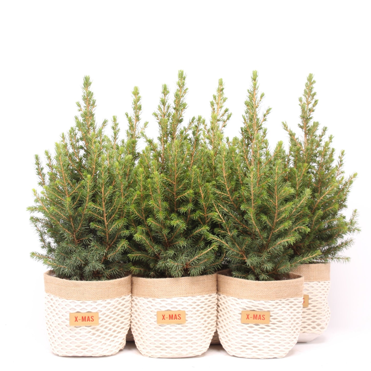 Picea gl. December 55cm 15cm Pot