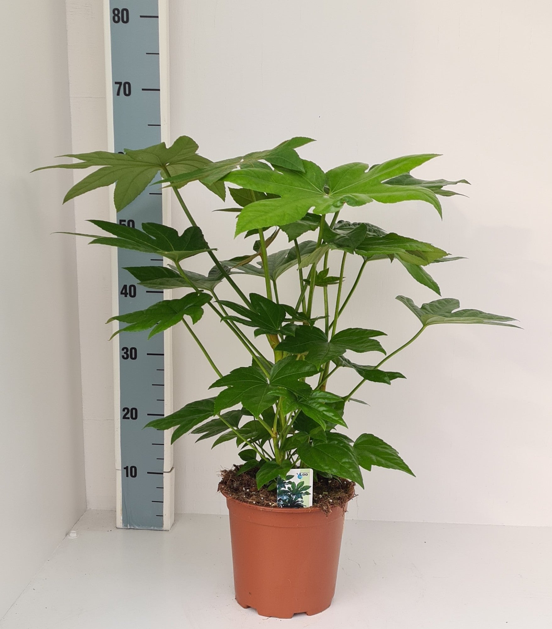 Fatsia japonica 70cm 19cm Pot