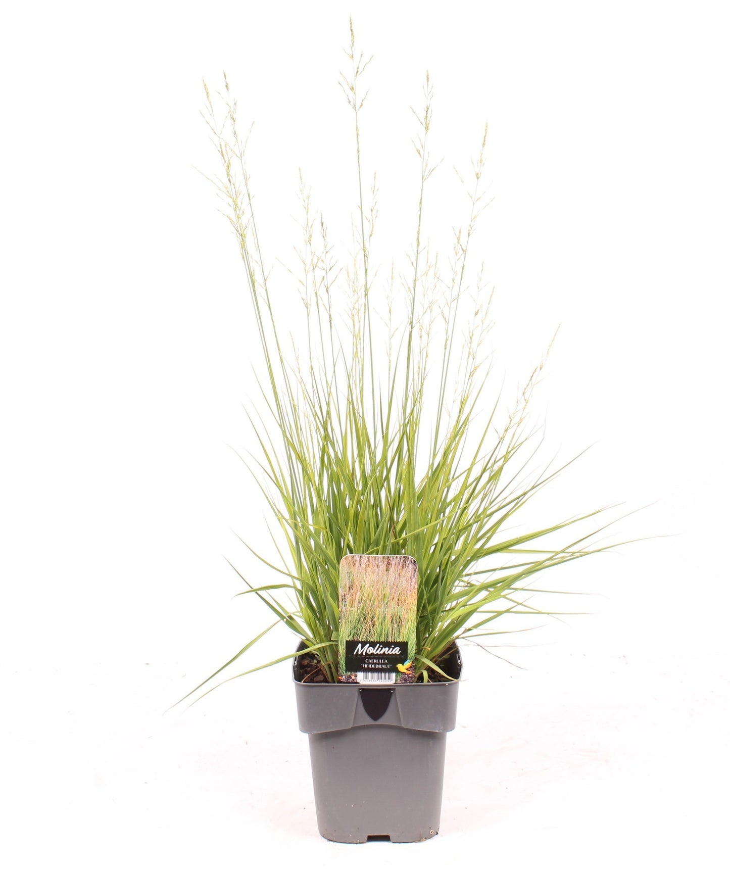 Vredebest, Kwekerij Molinia Heidebraut Pack of 1