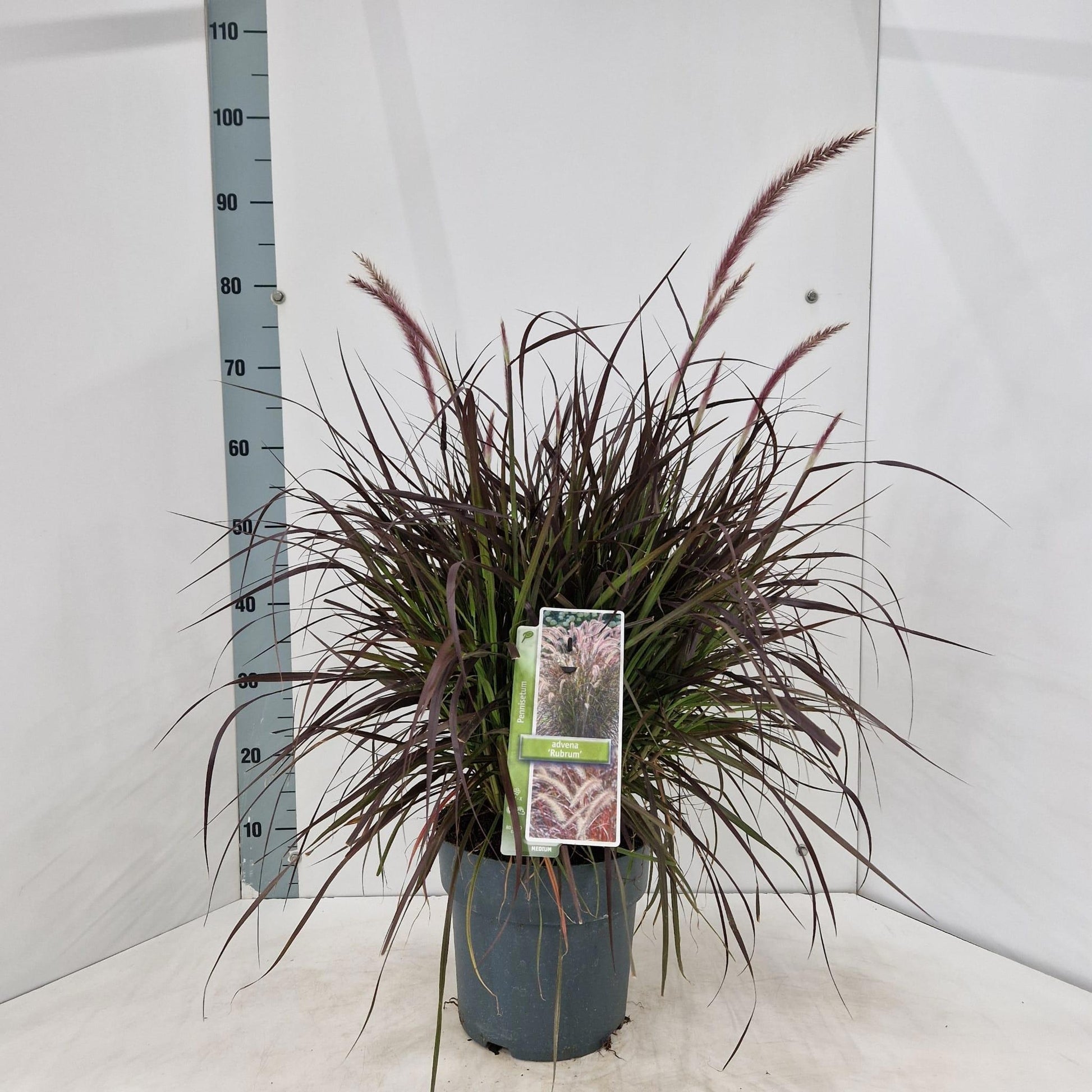 Pennisetum Rubrum 70cm 23cm Pot