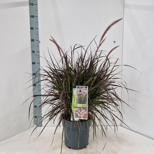 Pennisetum Rubrum 70cm 23cm Pot