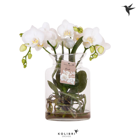 Phalaenopsis white 50cm 16cm Pot