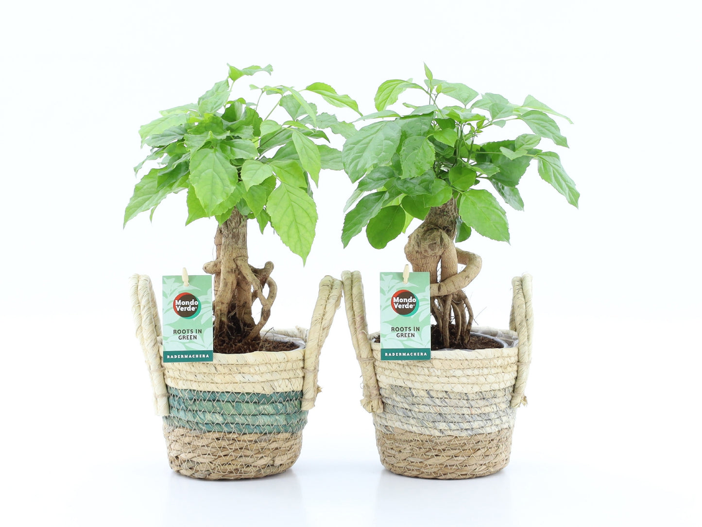 Radermachera sinica 30cm 14cm Pot