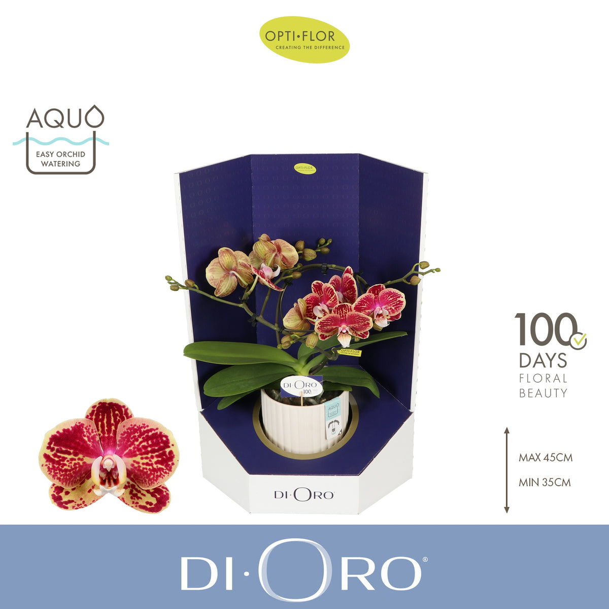 Phalaenopsis Hybrid 50cm 12cm Pot