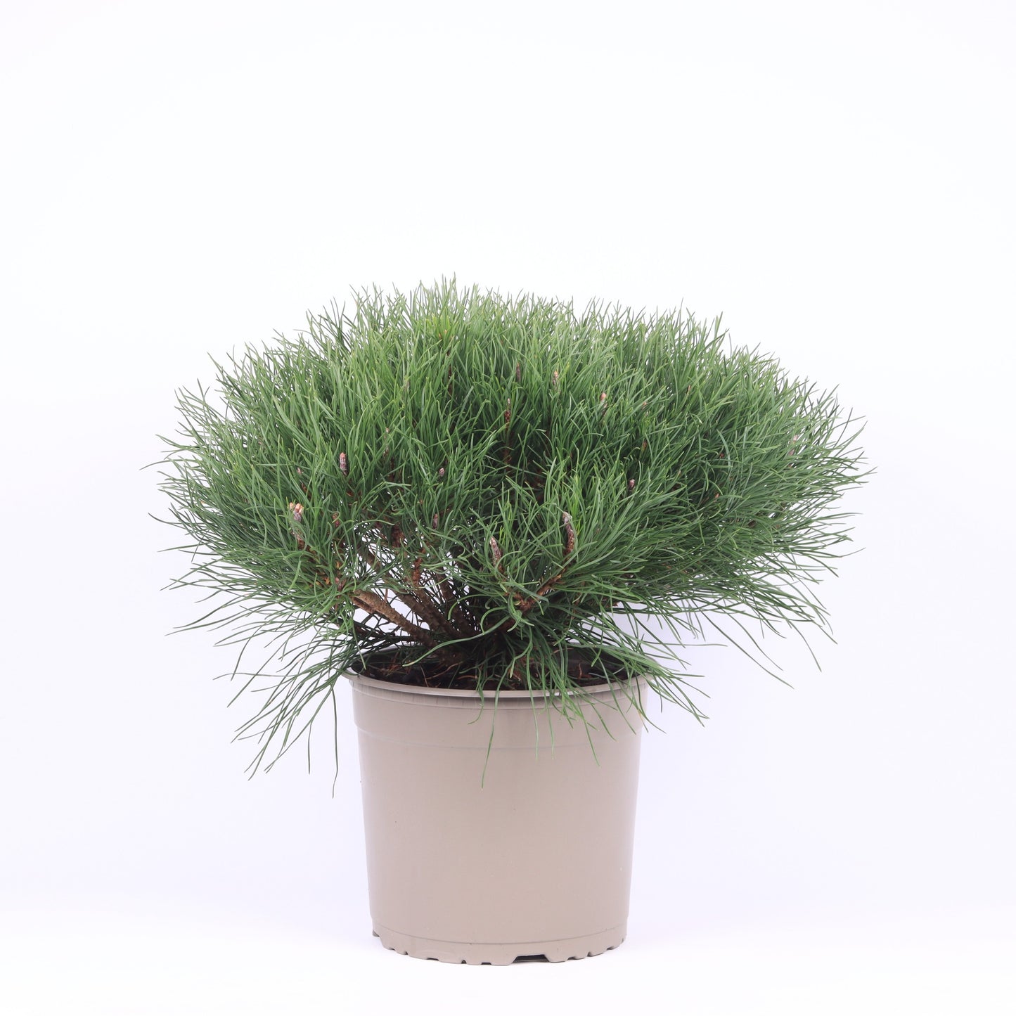 Pinus mugo pumilio 35cm 23cm Pot