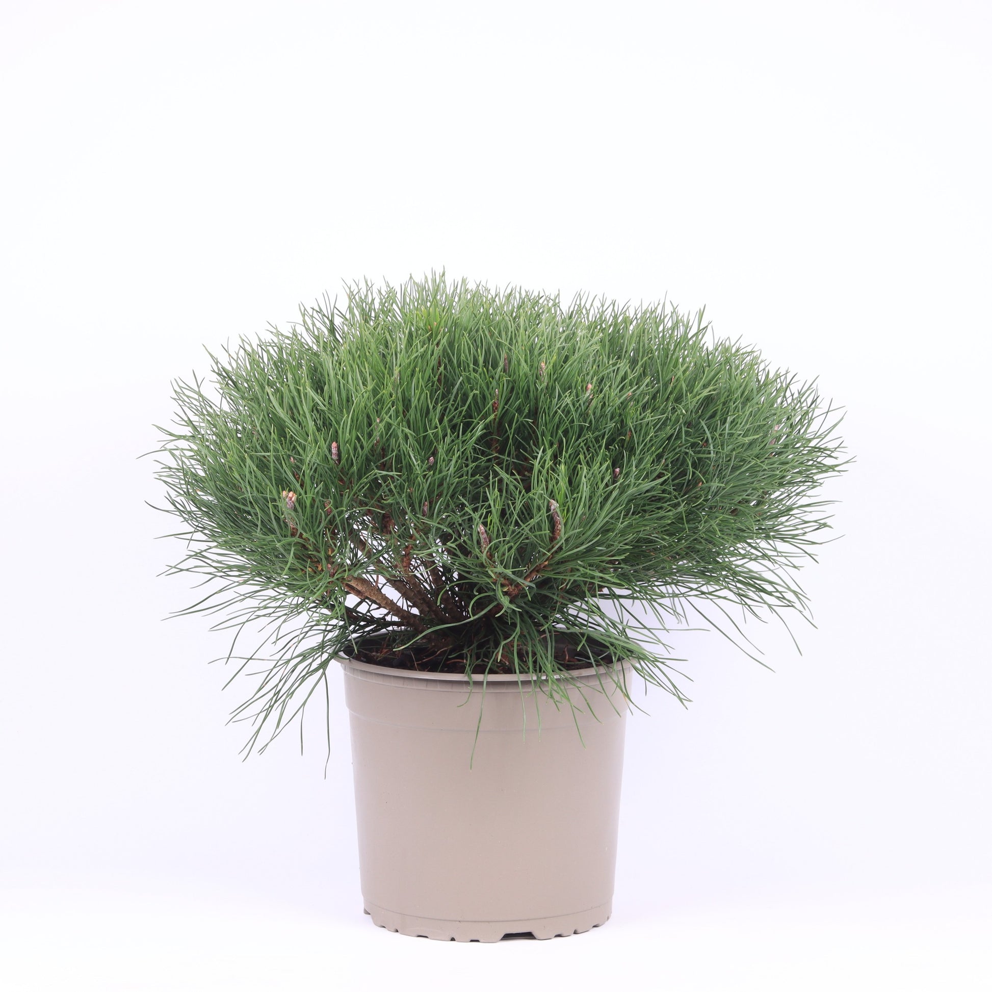 Pinus mugo pumilio 35cm 23cm Pot