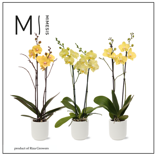 Phalaenopsis yellow 70cm 12cm Pot